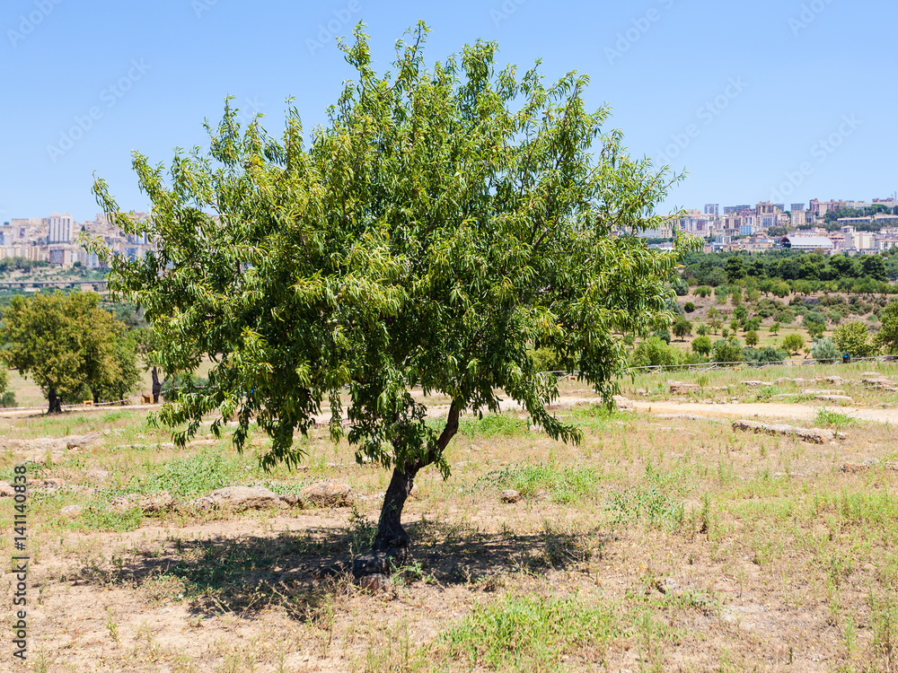 peach tree and view of Agrigento town in Sicily