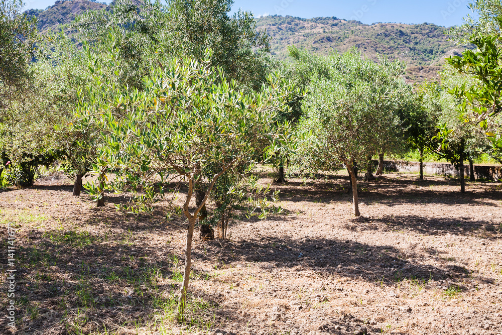 grove of young olive trees in garden in Sicily