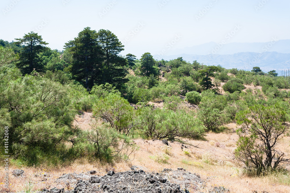 overgrown slope of Etna volcano in Sicily