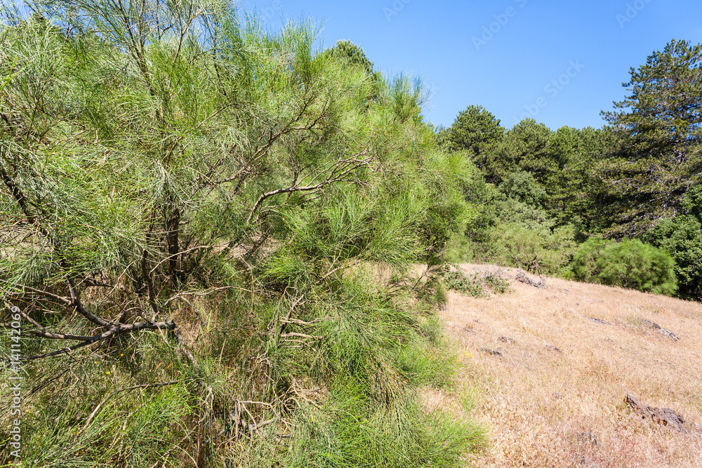 pine tree on slope of Etna volcano in Sicily pine tree on slope of Etna volcano in Sicily