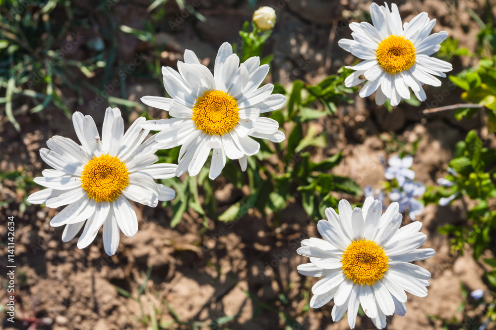 Obraz premium Leucanthemum vulgare flowers in Sicily