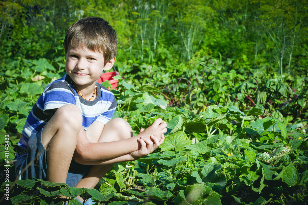 Happy child picking fresh vegetables in the garden at summer day. Family, healthy, gardening, lifestyle concept Happy child picking fresh vegetables in the garden at summer day. Family, healthy, gardening, lifestyle concept