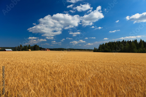 Wheat on a meadow