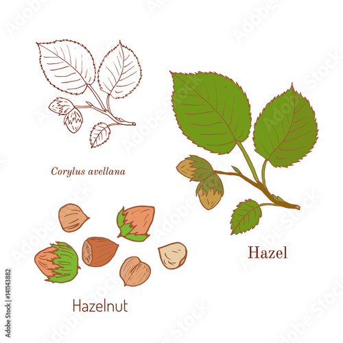 Hand drawn hazelnut branch