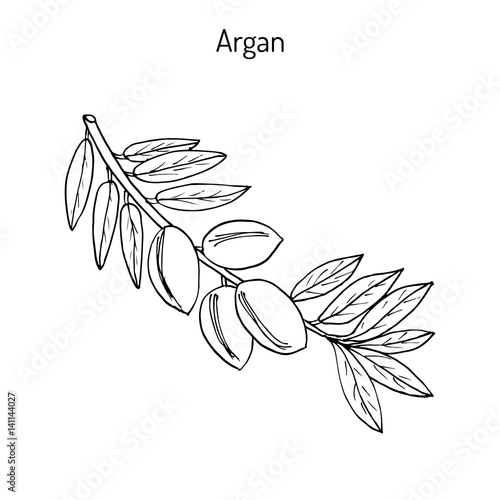 Argan, Argania spinosa