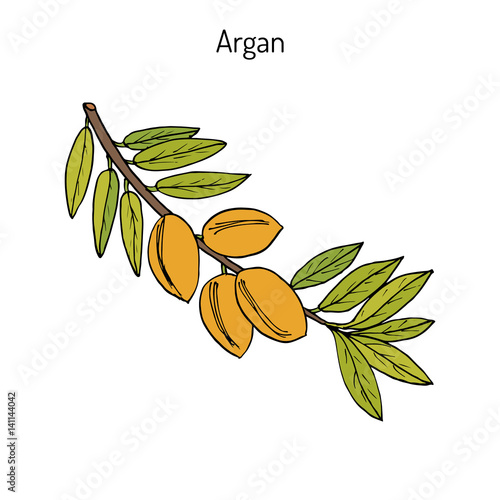 Argan, Argania spinosa