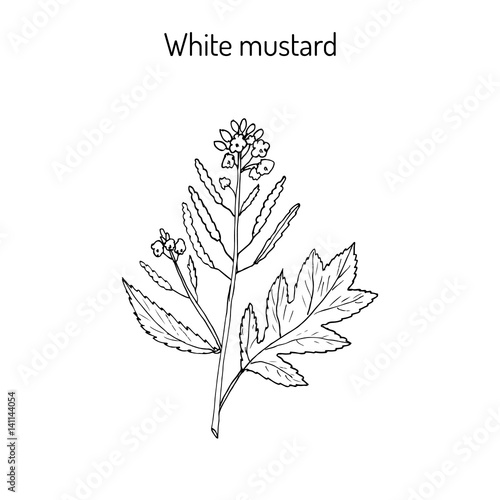 White mustard Sinapis alba 