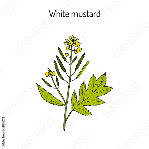 White mustard Sinapis alba 