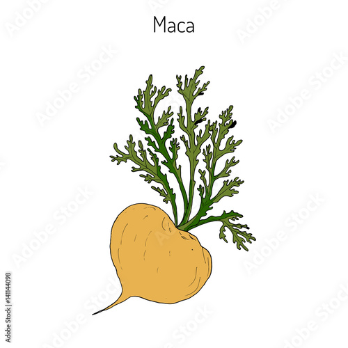 Maca Lepidium meyenii peruvian superfood.