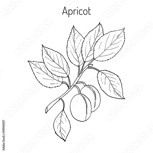 Apricot Hand drawn branch