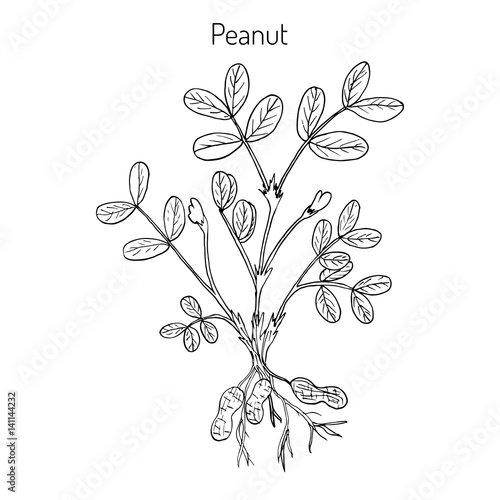 Peanut Arachis hypogaea 