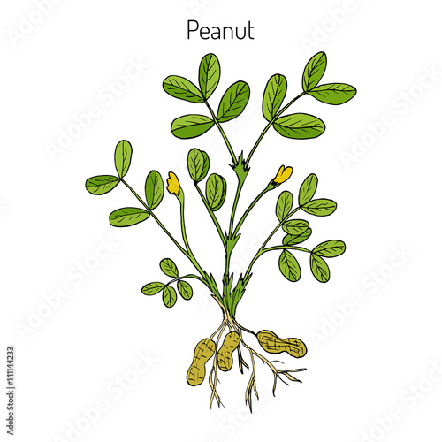Peanut, or groundnut Arachis hypogaea 