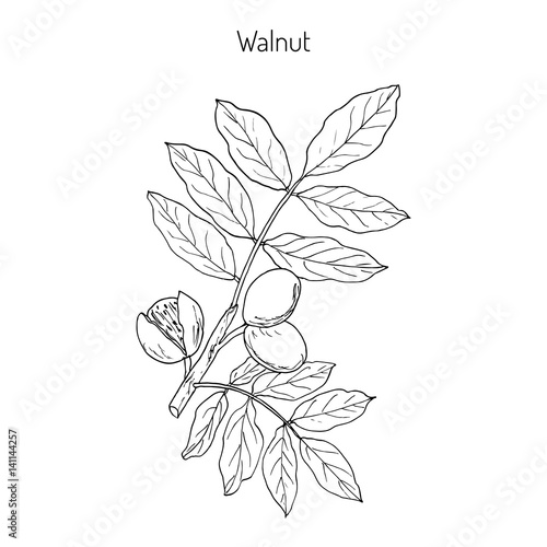 Walnut branch Juglans regia 