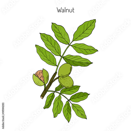 Walnut branch Juglans regia 