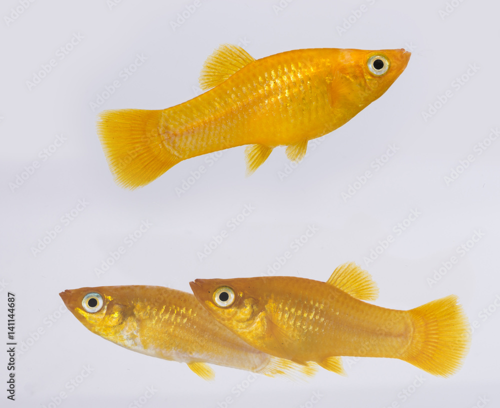 Xiphophorus hellerii - Ada swordtail - aquarium fish Xiphophorus hellerii - Ada swordtail - aquarium fish