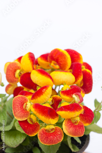 Flowers Calceolaria in red and yellow colors with copy space photo