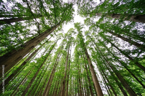 メタセコイアの森 © ogawaay