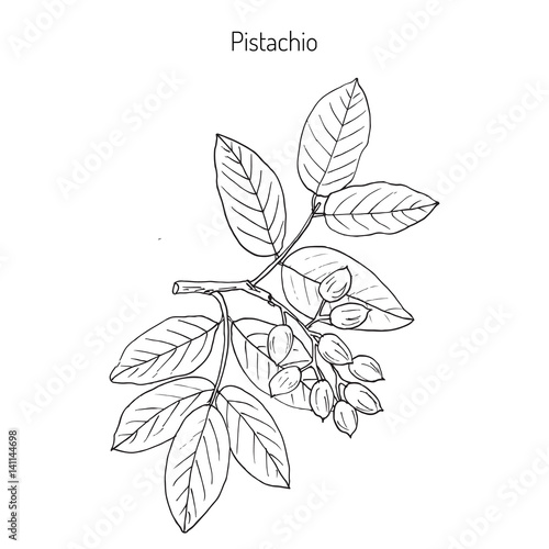 Pistachio or Pistacia vera