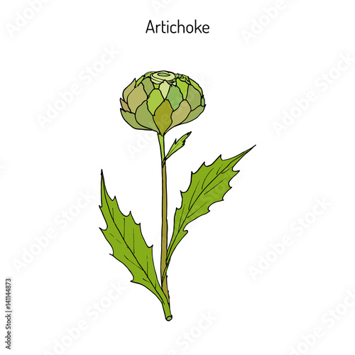 Artichoke thistle. Hand drawn botanical illustration
