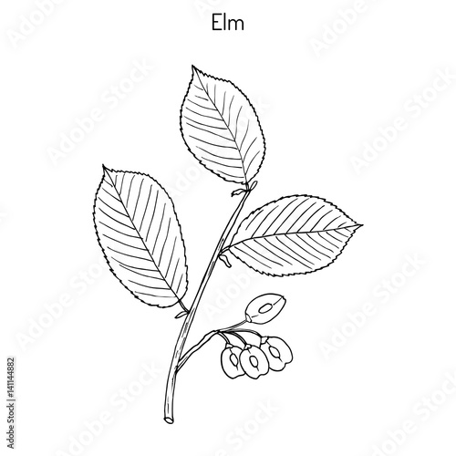Field Elm Hand drawn illustration