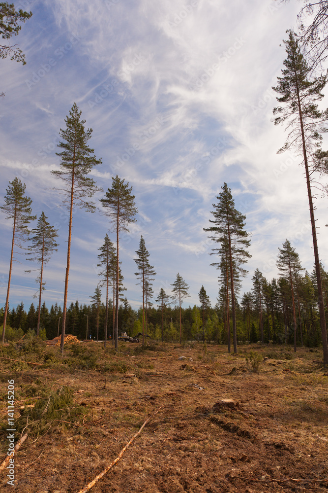 Trimmed logging site Trimmed logging site