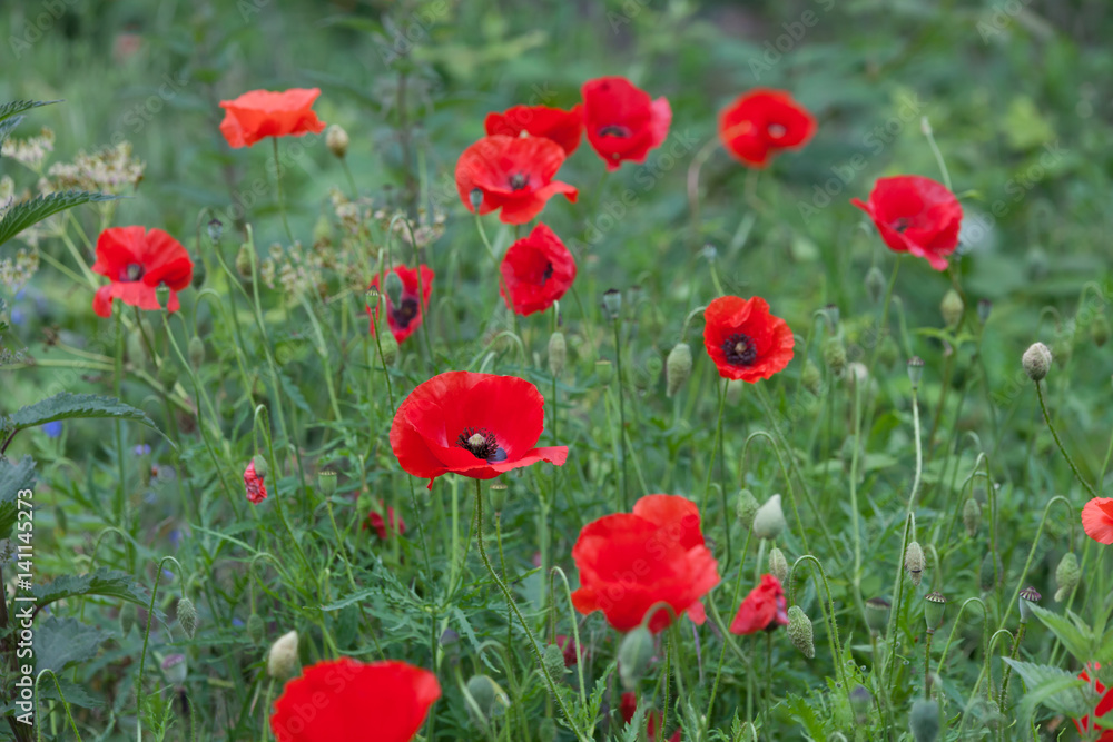 field of wild red poppy flowers field of wild red poppy flowers