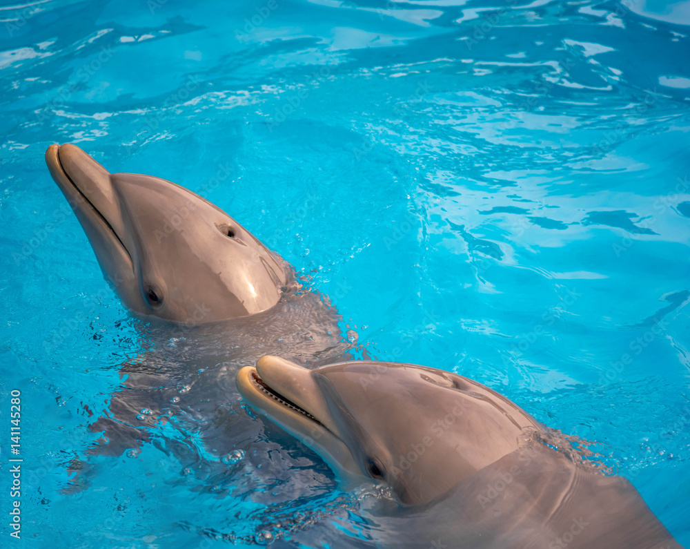 Obraz premium lucky Dolphines