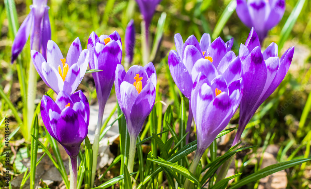 The field with crocuses in the wild The field with crocuses in the wild
