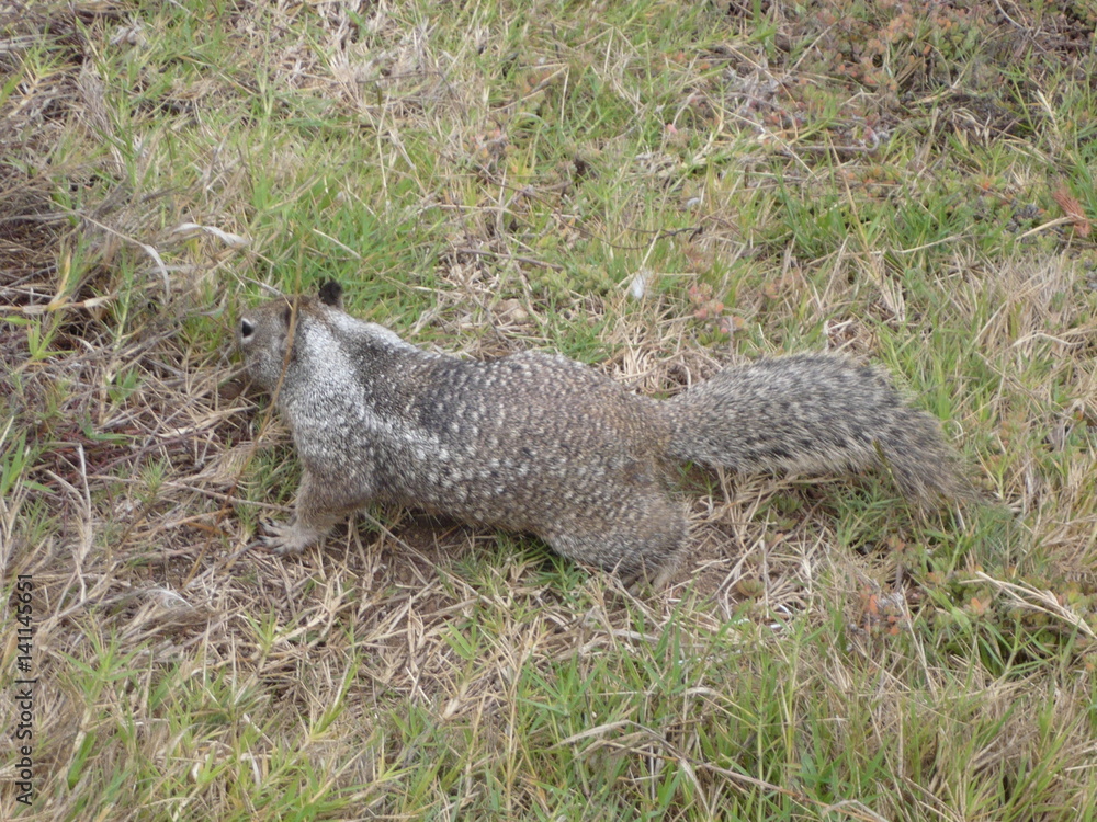 American squirrel American squirrel