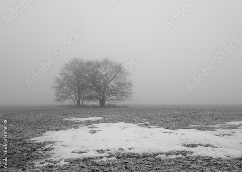 Spring landscape with trees in fog