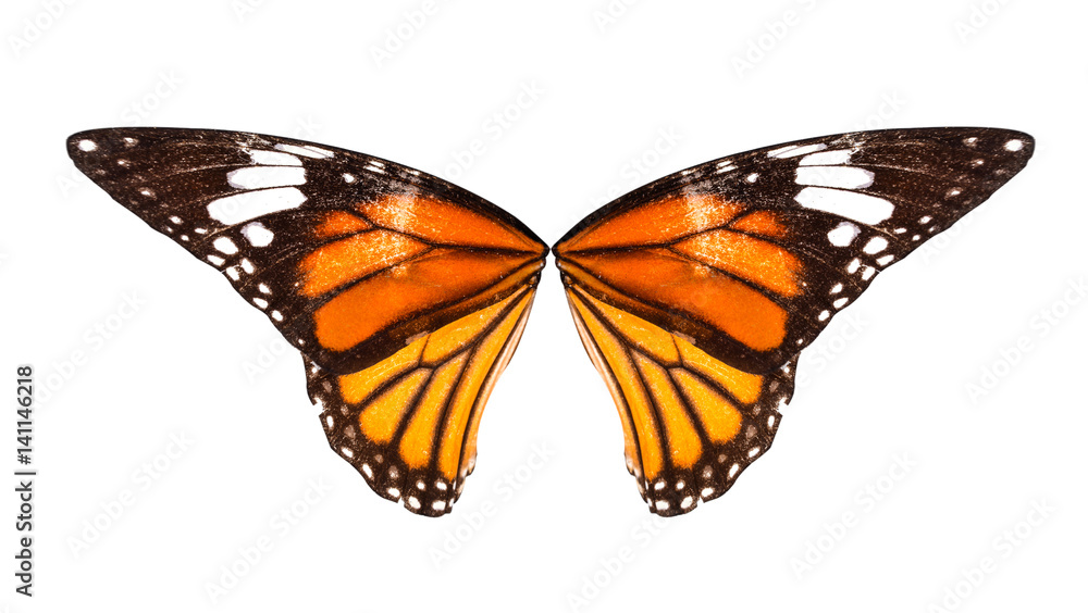 Fototapeta premium Orange butterfly wings on white background.