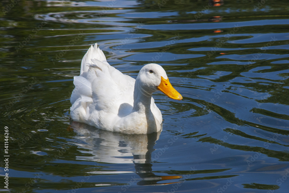Naklejka premium Pato blanco en charca