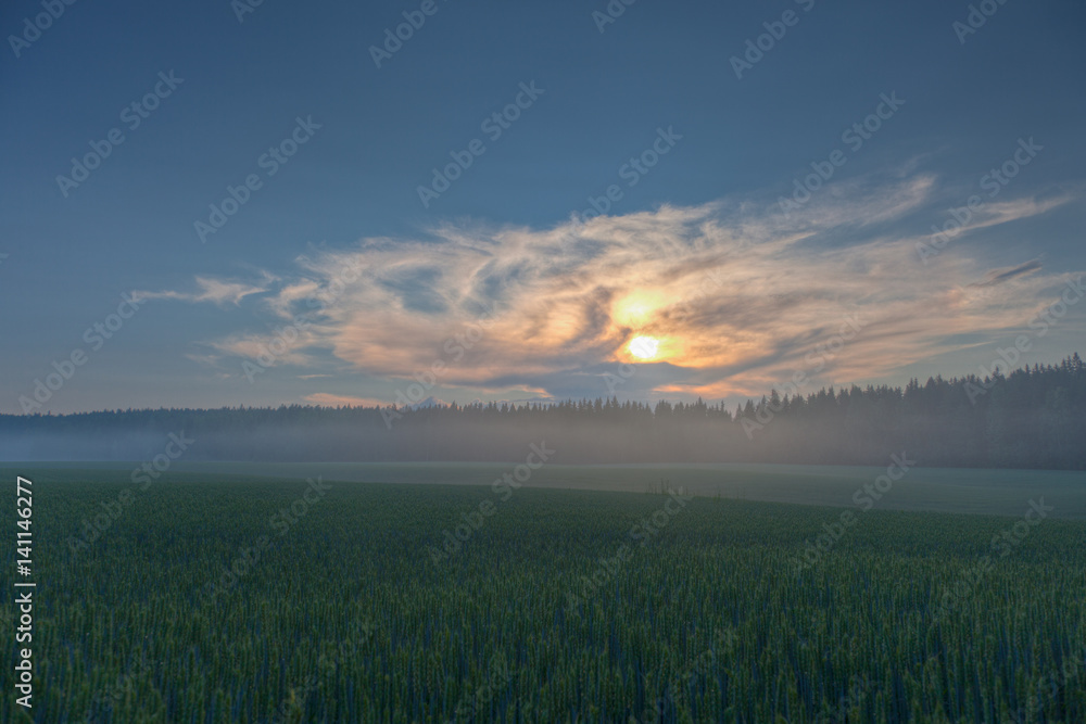 Wheat fields on a sundown