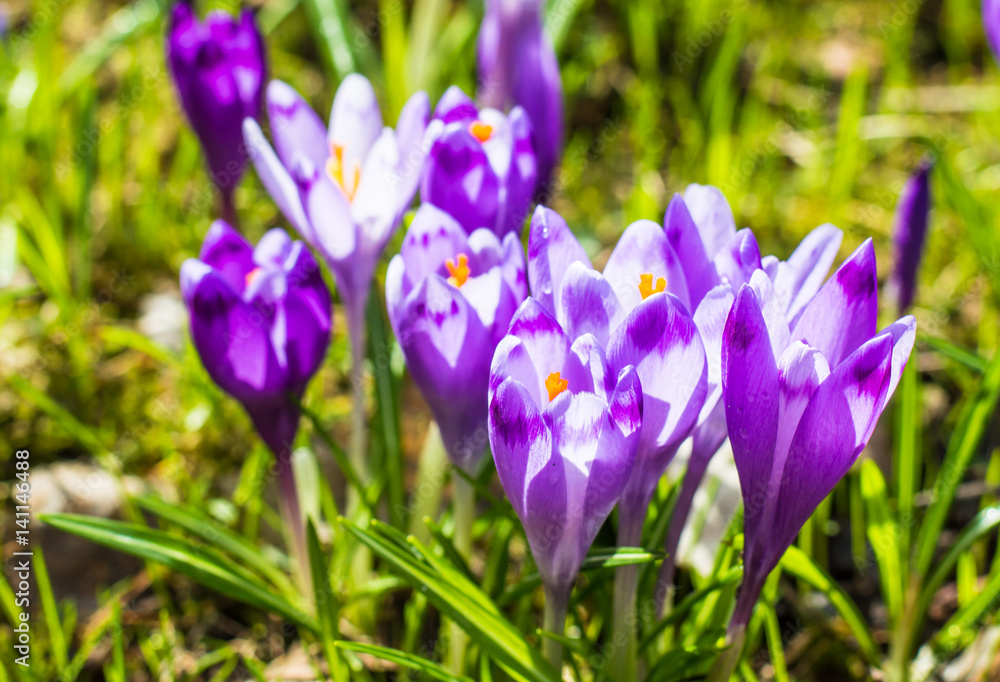 The field with crocuses in the wild The field with crocuses in the wild