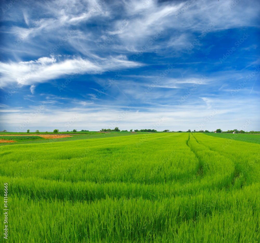 Naklejka premium Wheat field against a blue sky
