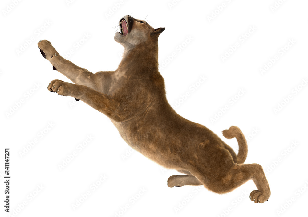 3D Rendering Big Cat Puma on White Stock Illustration | Adobe Stock