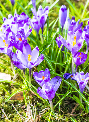 The field with crocuses in the wild