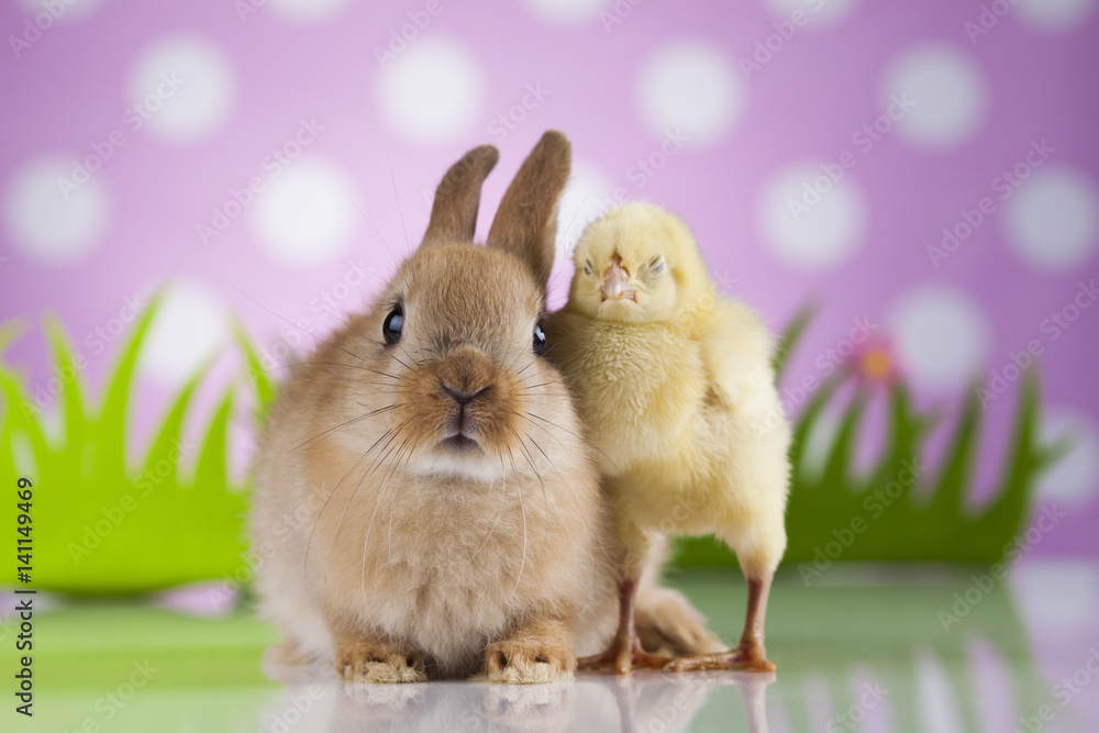 Fototapeta premium Chick on rabbit 