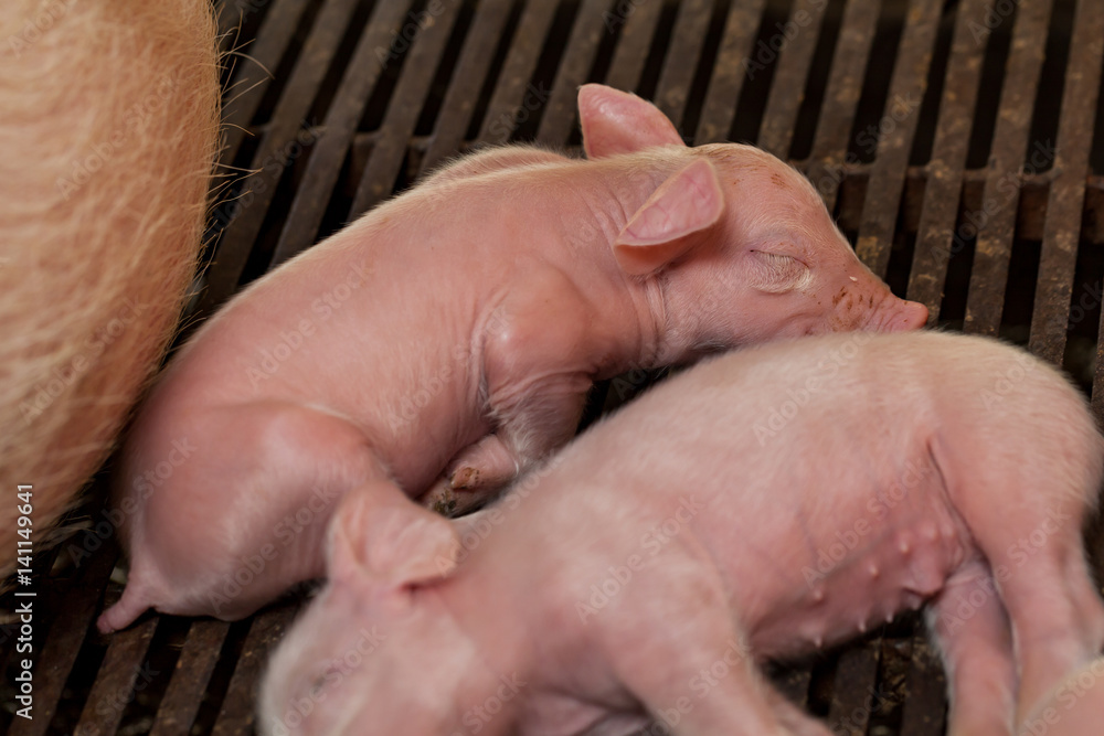 Newborn piglet After suckling pig was sleeping. Newborn piglet After suckling pig was sleeping.