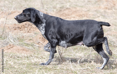 Black dog running on nature