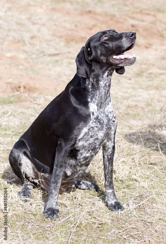 Portrait of a black dog in the nature Portrait of a black dog in the nature