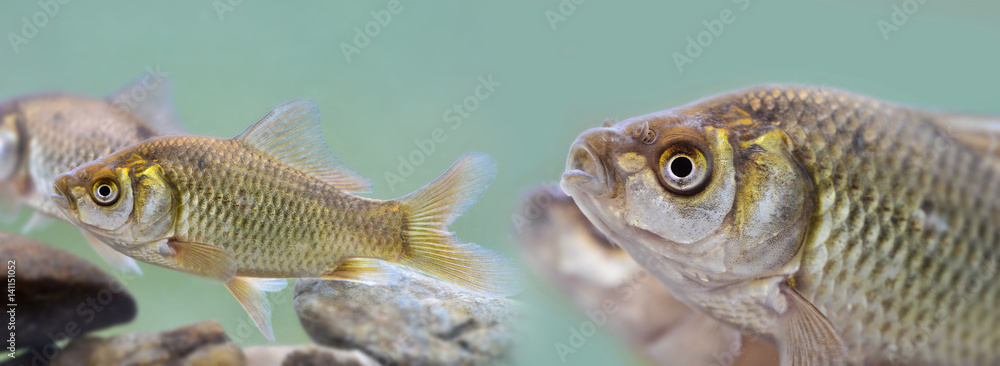 Carassius auratus - Silver crucian carp Carassius auratus - Silver crucian carp