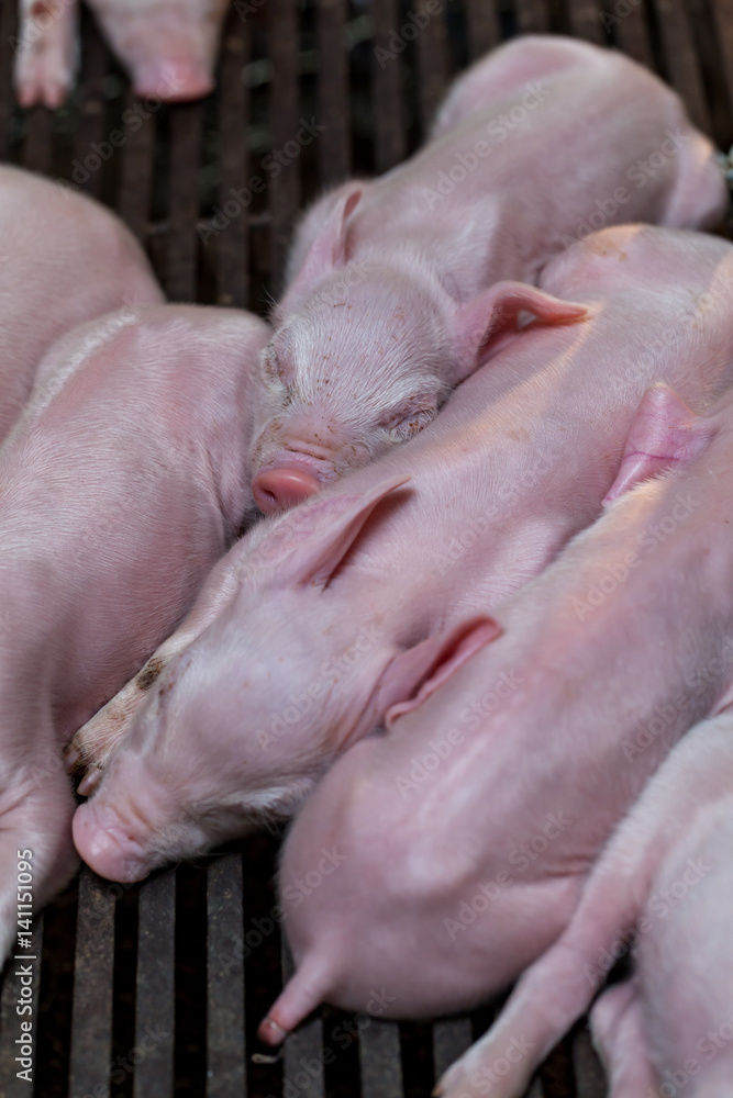 Newborn piglet lying huddling together for warmth. Newborn piglet lying huddling together for warmth.