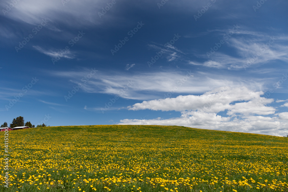 Dandelion fields