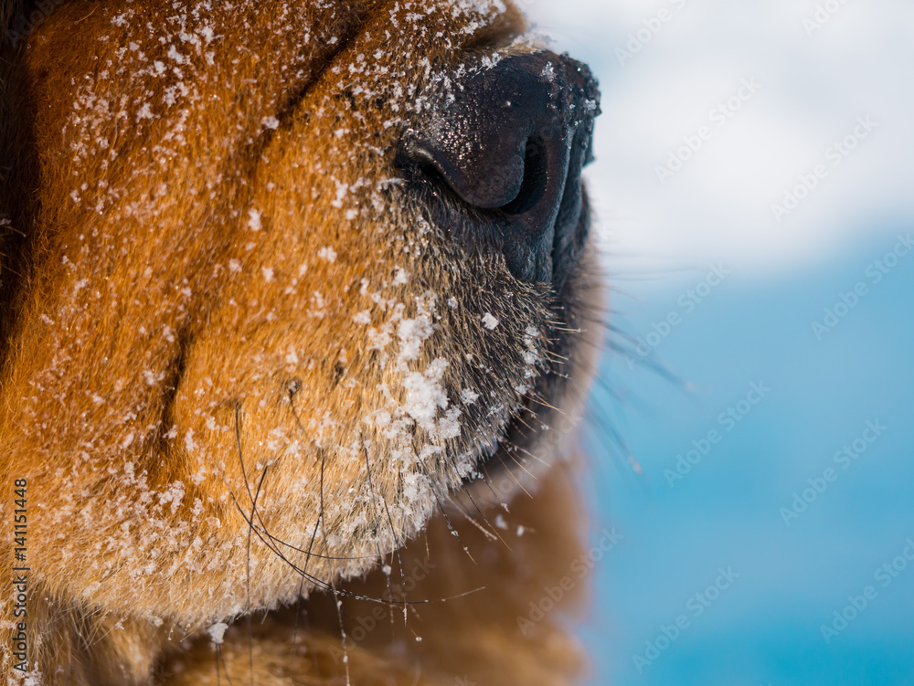 Chow chow muzzle cheap