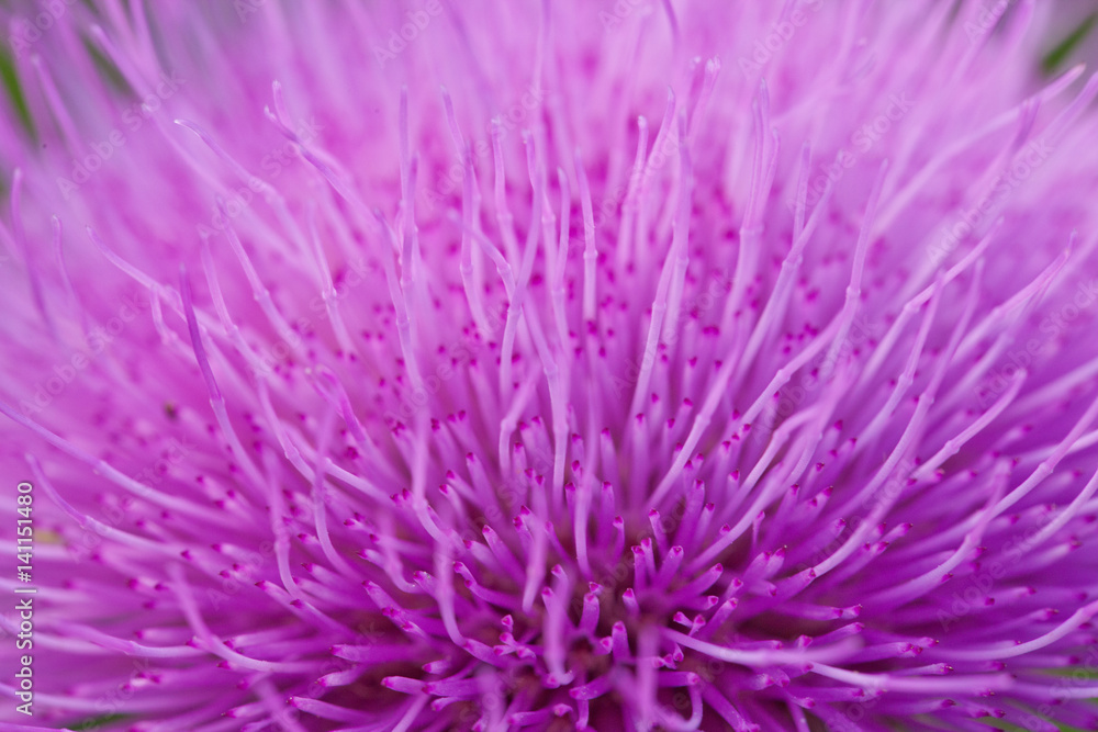 Violet flower on a closeup Violet flower on a closeup