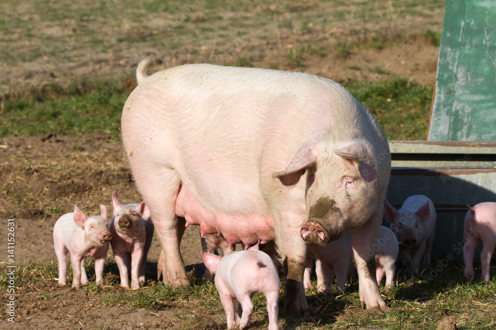 Sau und Ferkel außerhalb des Stall im Freiland Sau und Ferkel außerhalb des Stall im Freiland