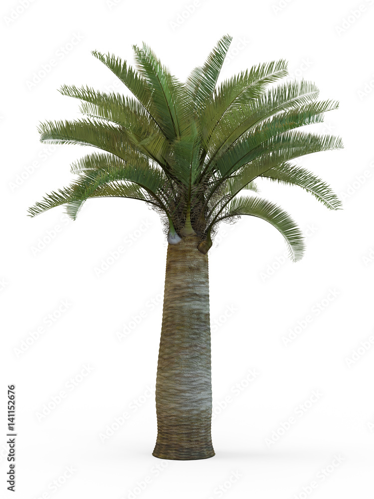 Fototapeta premium Jubaea chilensis isolated on white background. 3D Rendering, Illustration.
