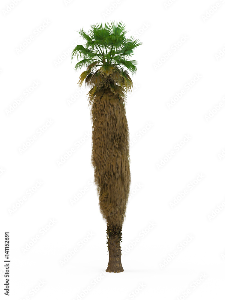 Obraz premium Washingtonia filifera, isolated on white background. 3D Rendering, Illustration.