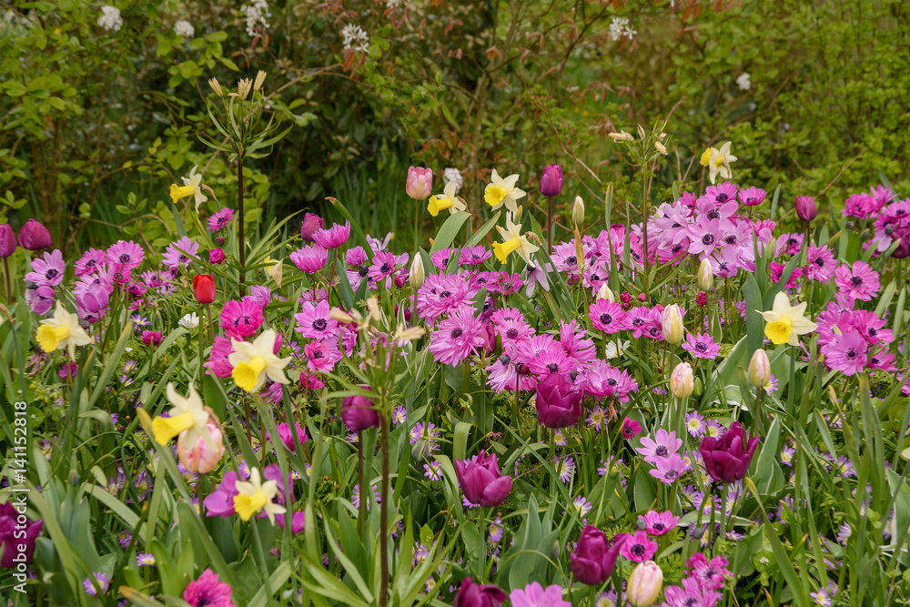 Numerous publicly accessible flower fields in bloom Numerous publicly accessible flower fields in bloom